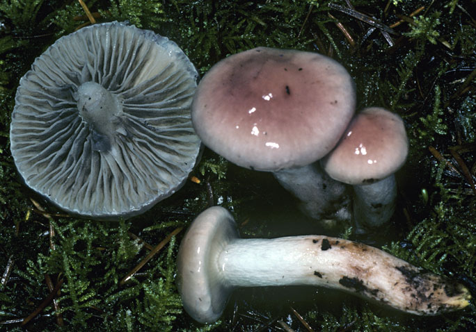 Gomphidius smithii